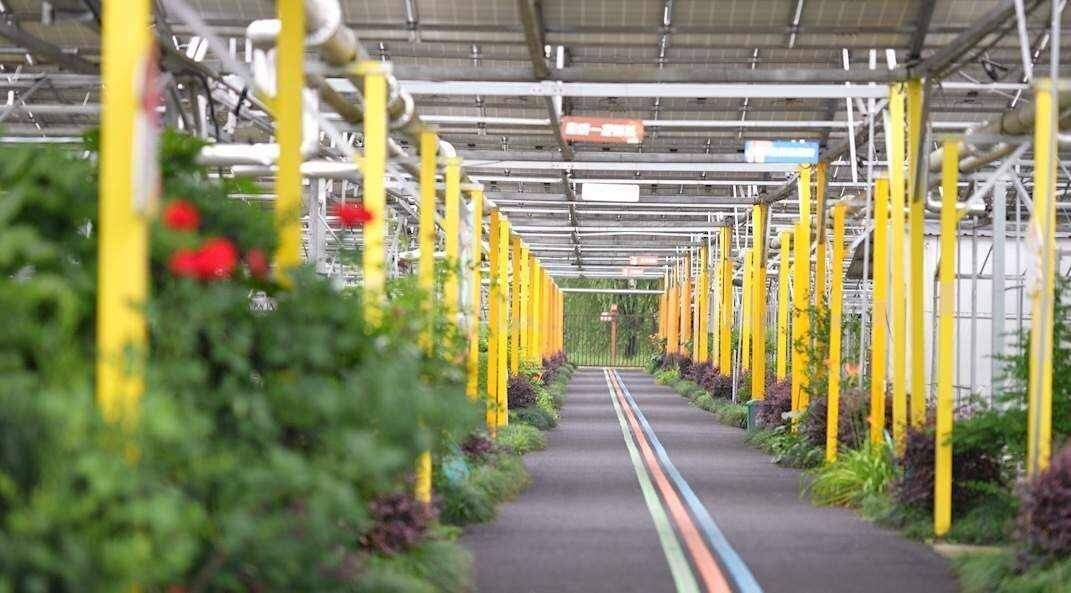 1【温暖在嘉】农光互补菌菇基地.jpg 1【温暖在嘉】农光互补菌菇基地.jpg